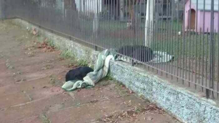 Dog Shares Blanket With Cold Homeless Dog